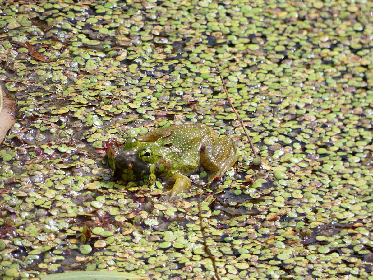 American Bullfrog - ML641613904