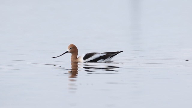 American Avocet - ML641613905
