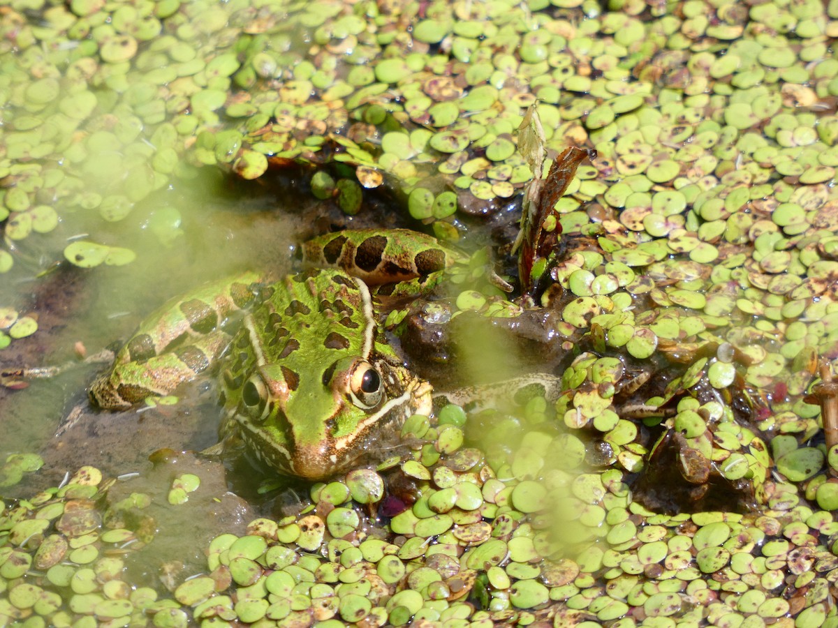 Southern Leopard Frog - ML641613906
