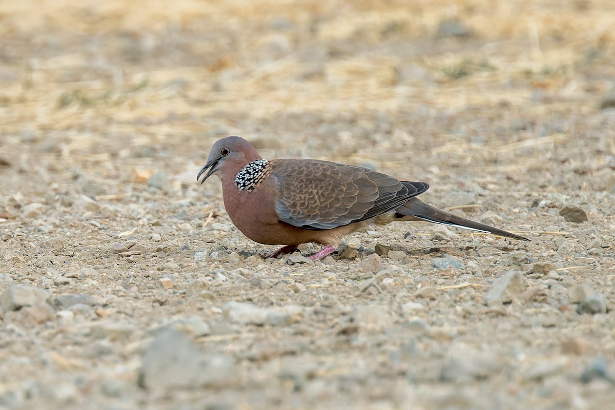 カノコバト - ML641613924