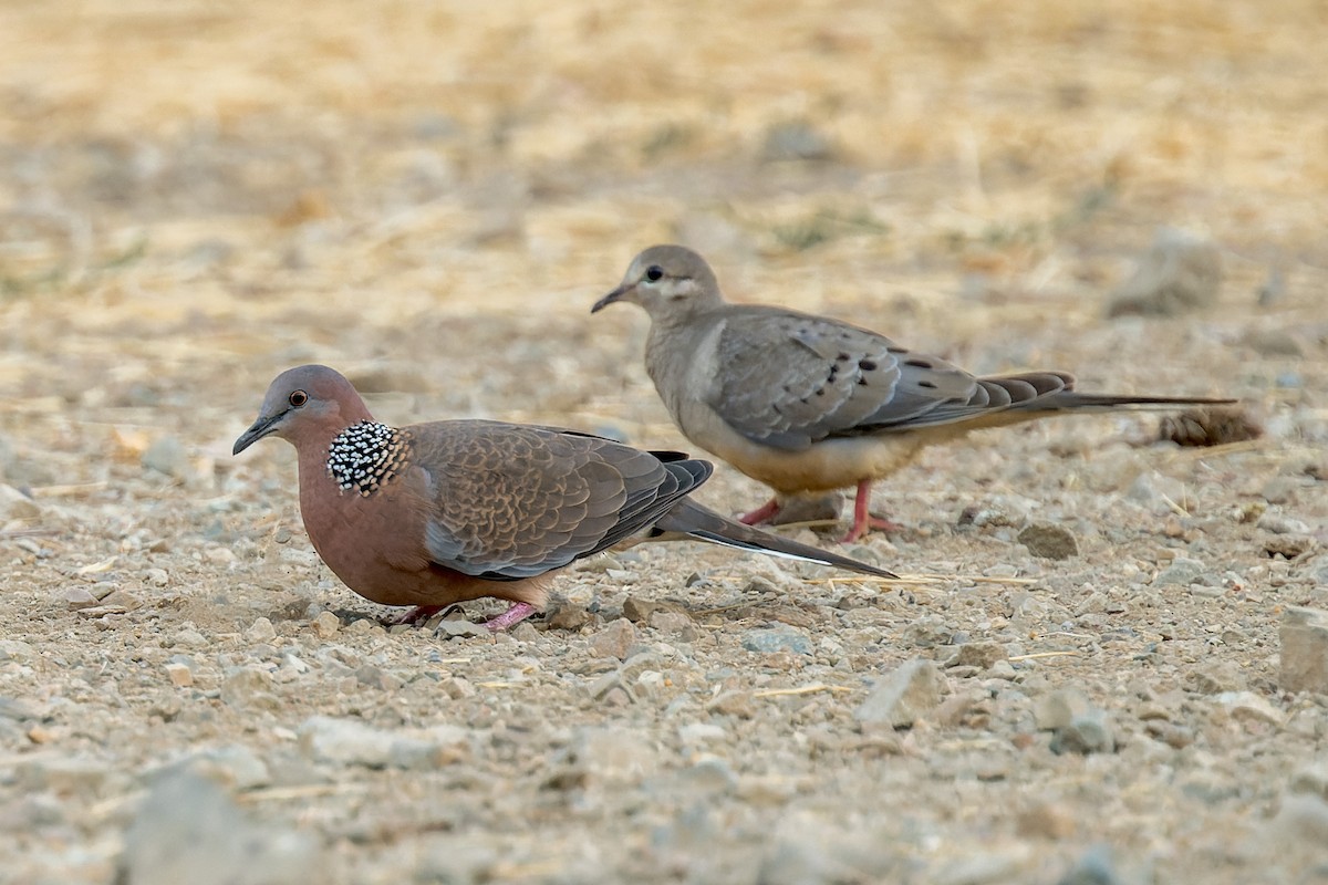カノコバト - ML641613925