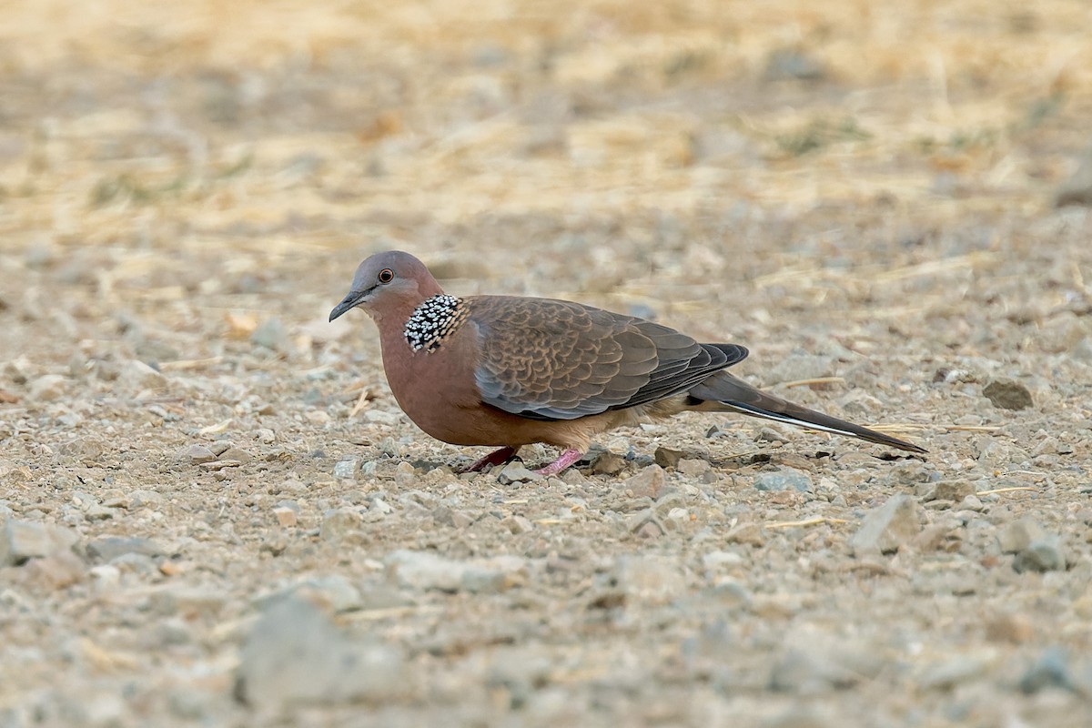 カノコバト - ML641613926