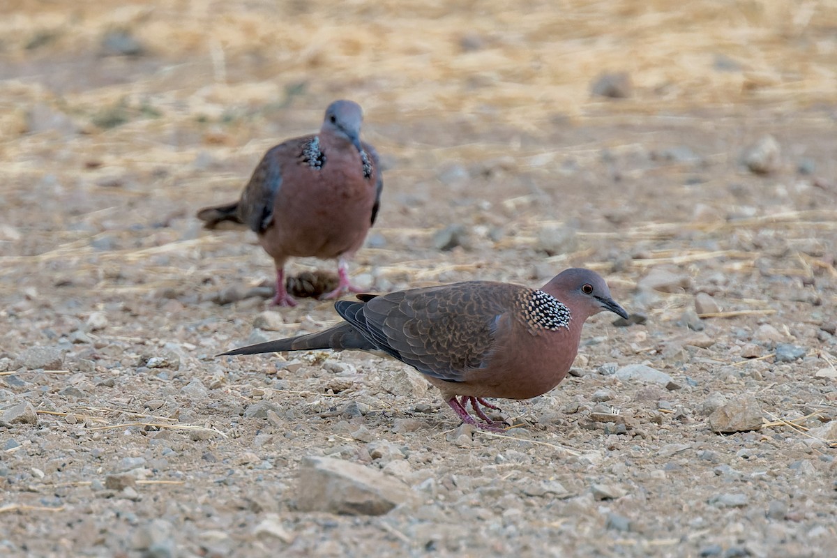 カノコバト - ML641613952