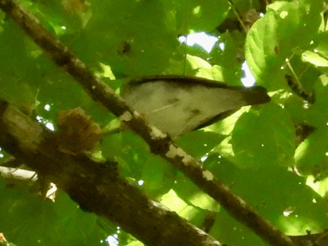 Veery - ML641613979