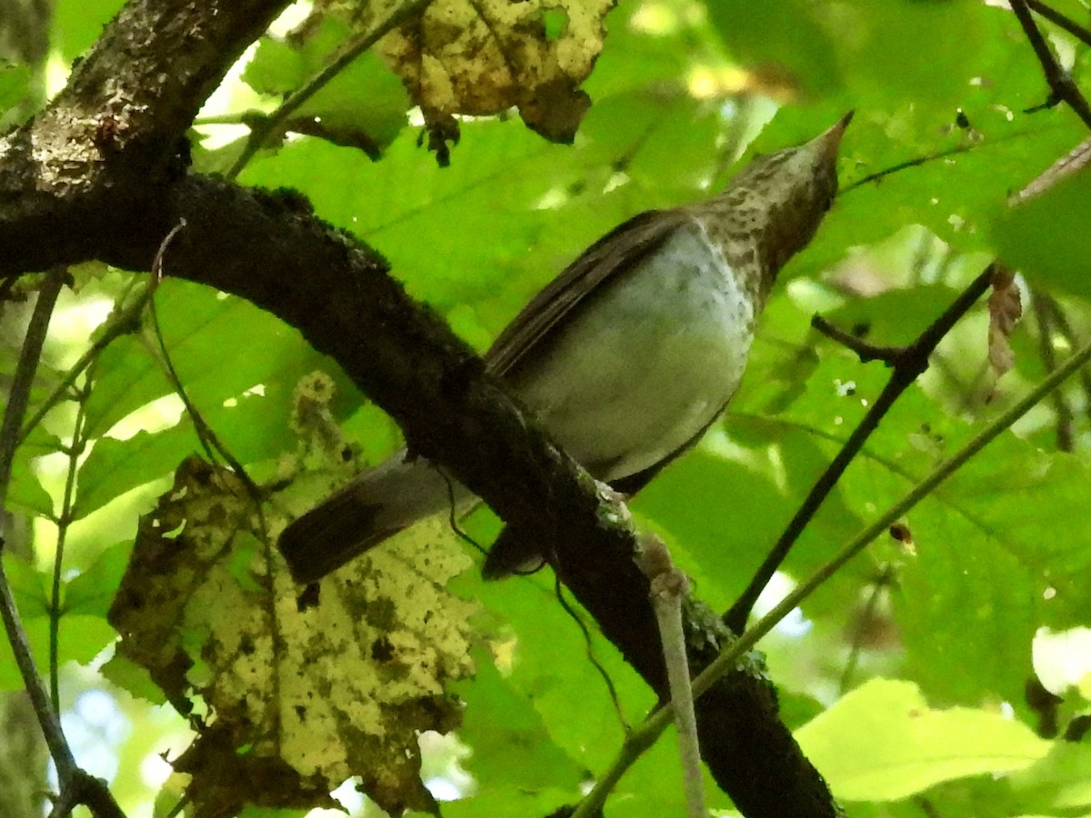 Veery - ML641613980