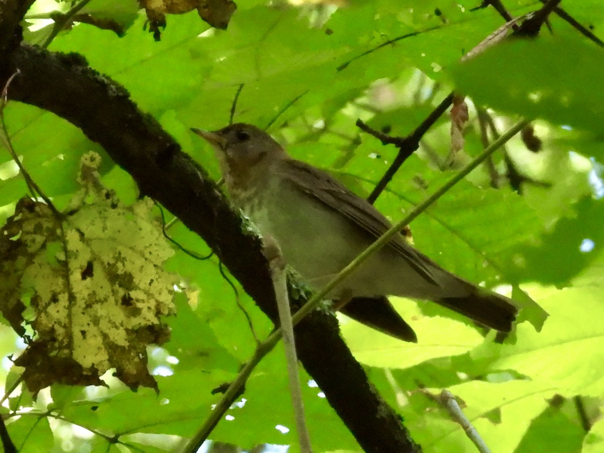 Veery - ML641613981