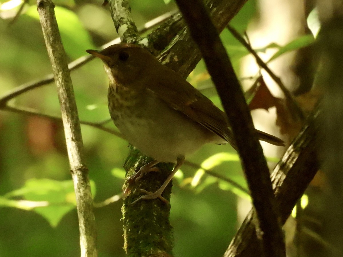 Veery - ML641613982