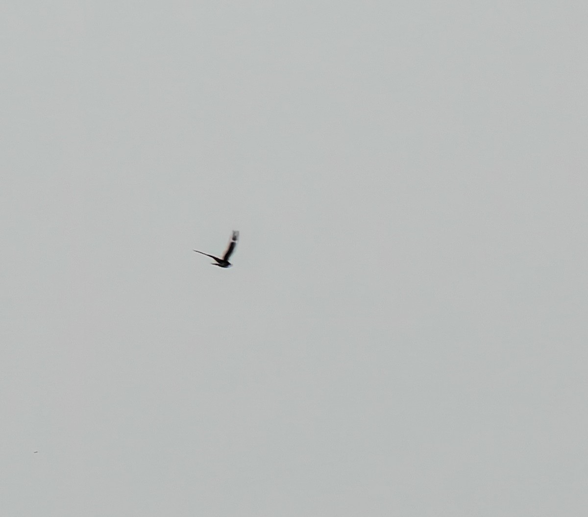 Common Nighthawk - ML641613997