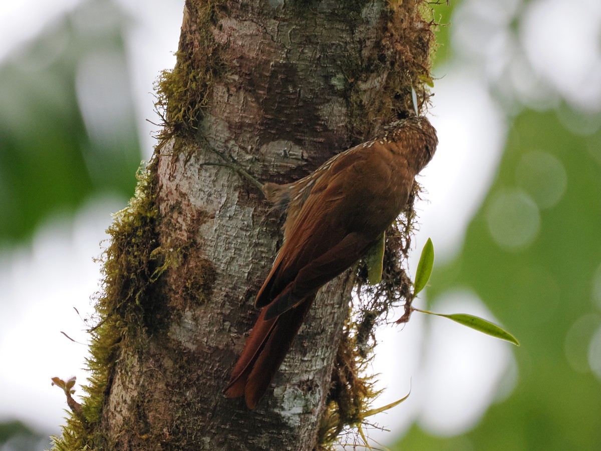 Montane Woodcreeper - ML641614021
