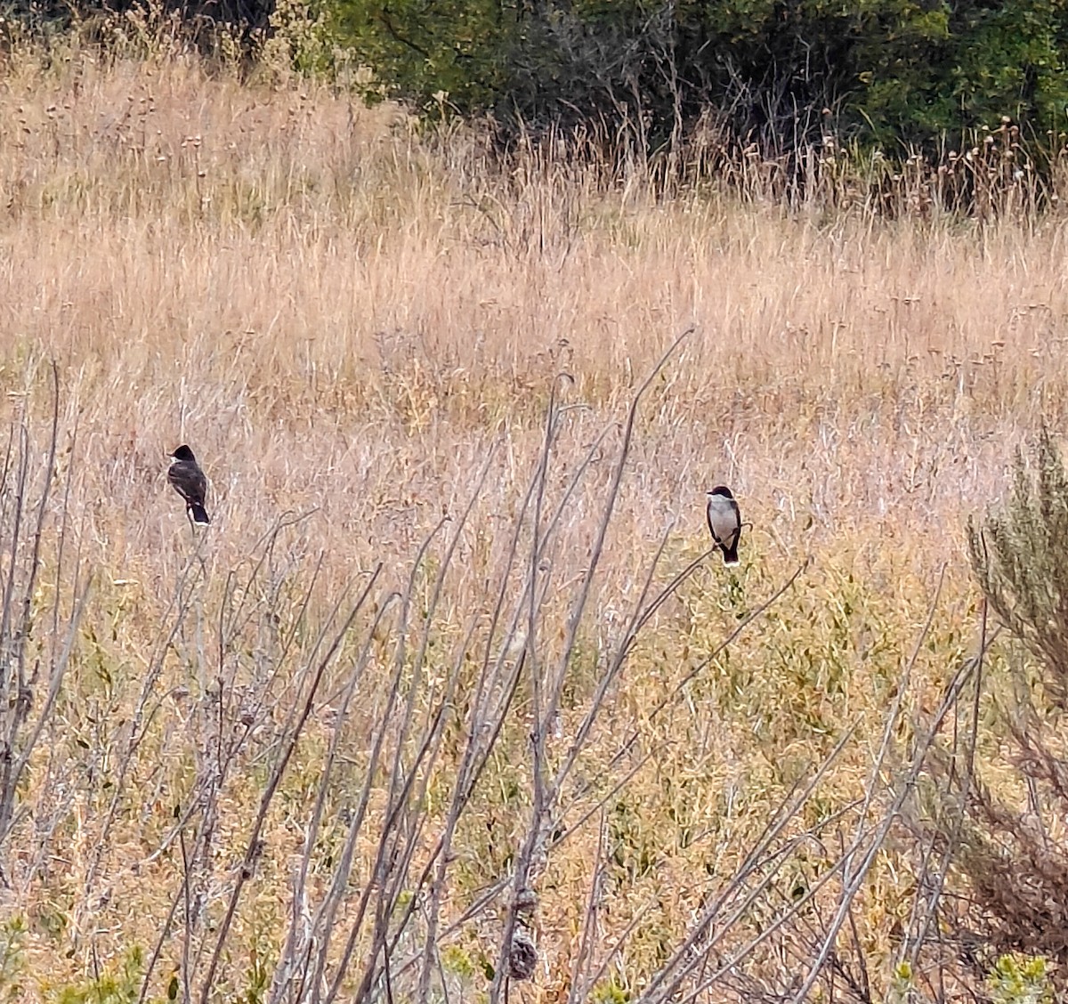 Eastern Kingbird - ML641614027