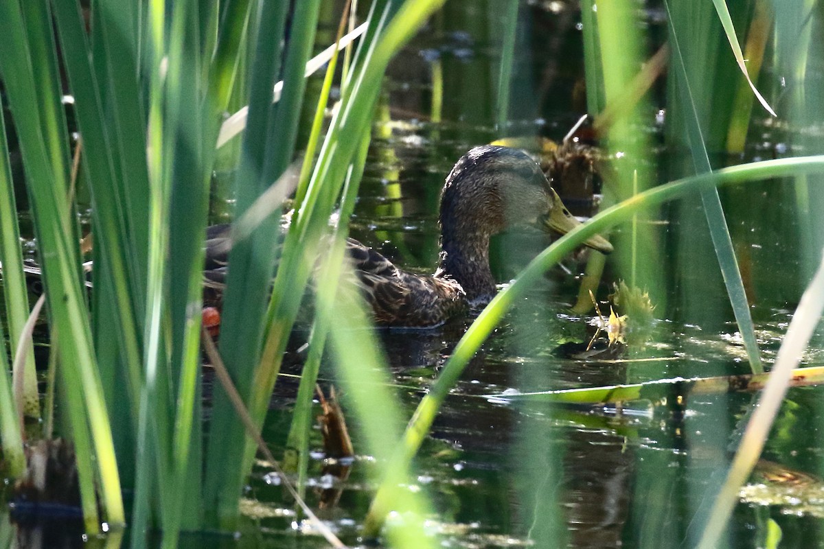 Mexican Duck - ML641614061