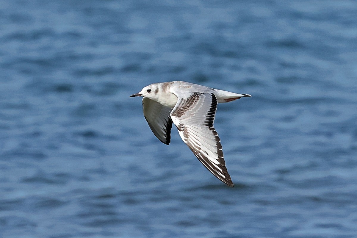 Bonaparte's Gull - ML641614077