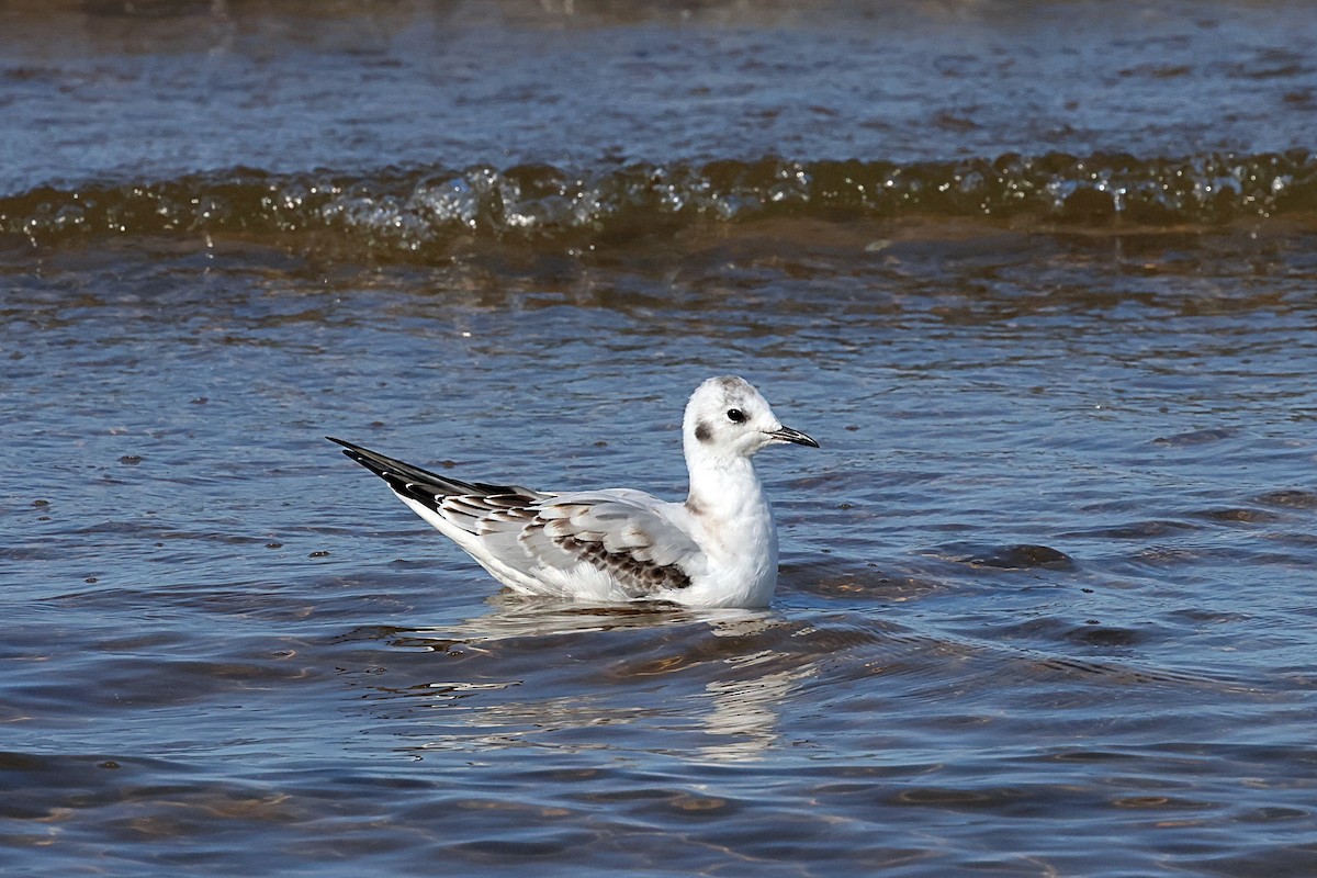Bonaparte's Gull - ML641614082