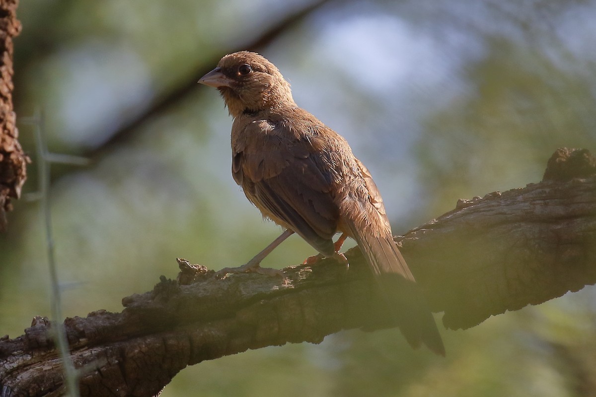 Abert's Towhee - ML641614089