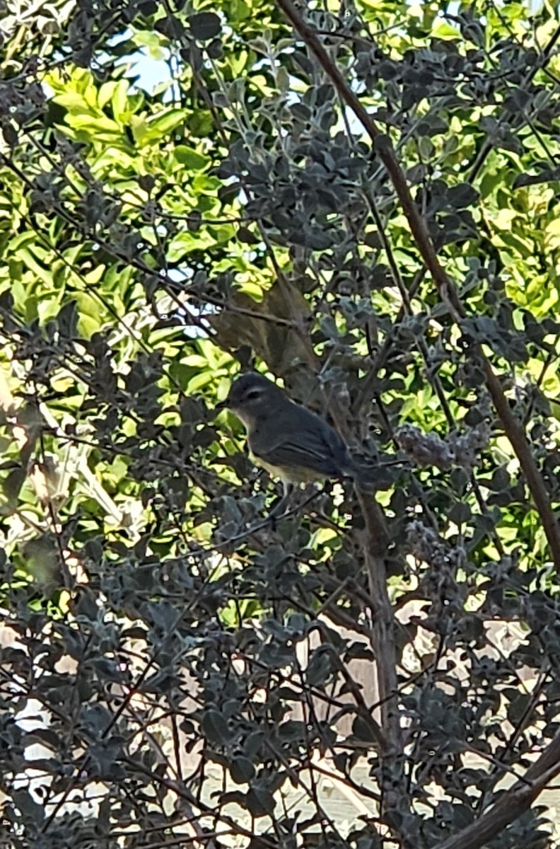 Western Warbling Vireo - ML641614092