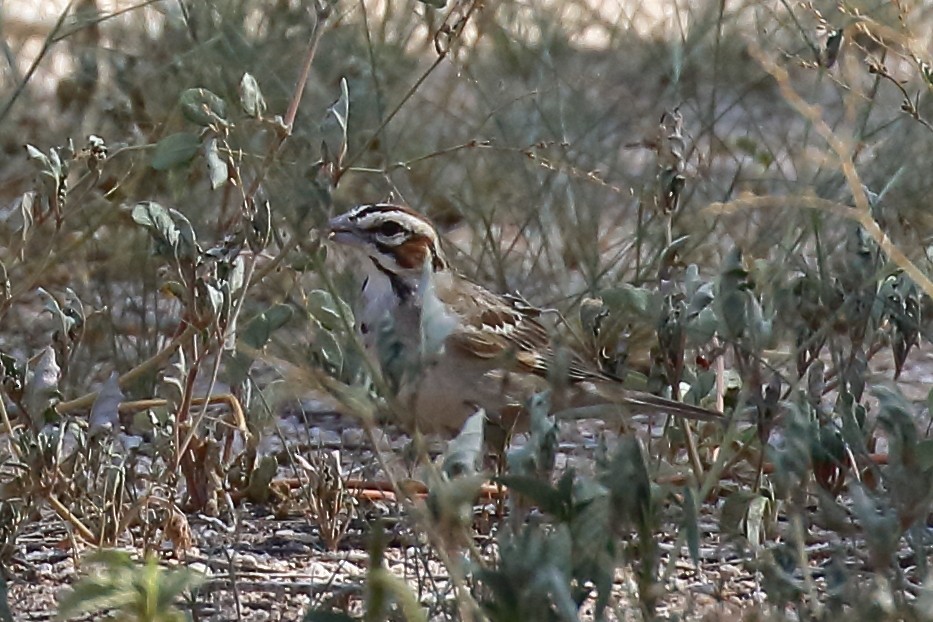 Lark Sparrow - ML641614096