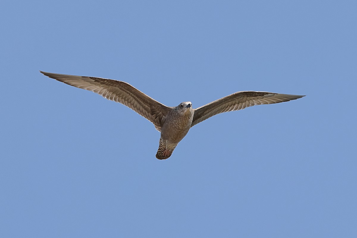 American Herring Gull - ML641614101