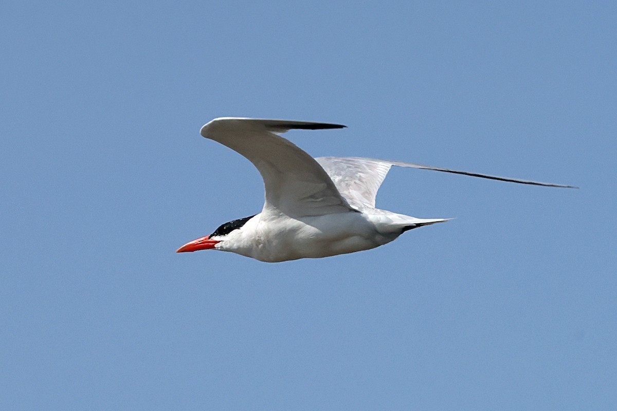 Caspian Tern - ML641614109