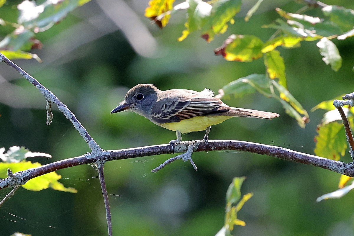 Great Crested Flycatcher - ML641614127