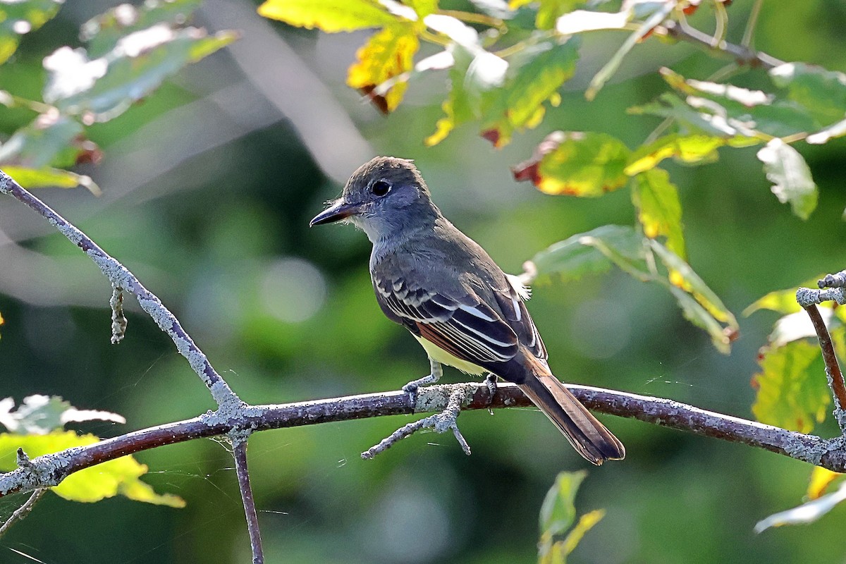 Great Crested Flycatcher - ML641614128
