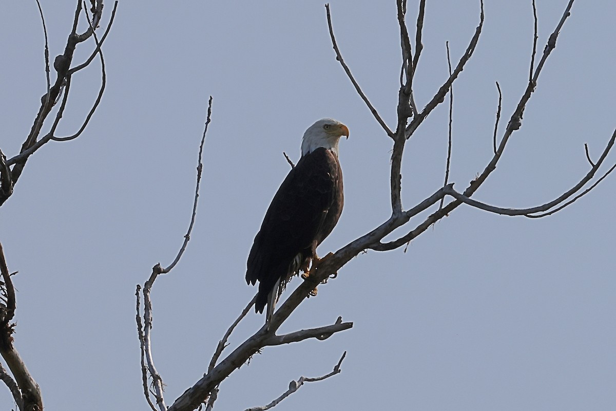 Bald Eagle - ML641614147