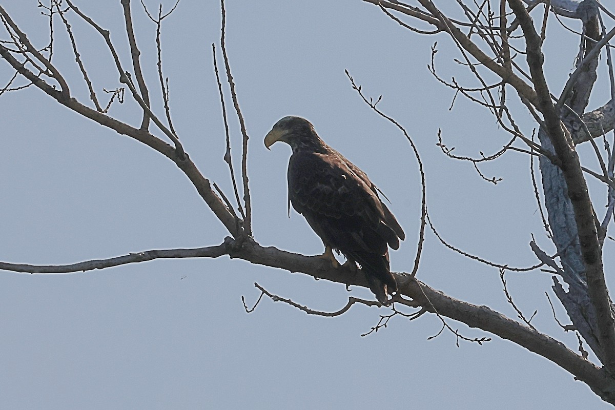 Bald Eagle - ML641614148