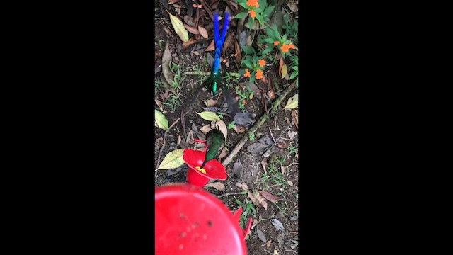 Violet-tailed Sylph - ML641614186