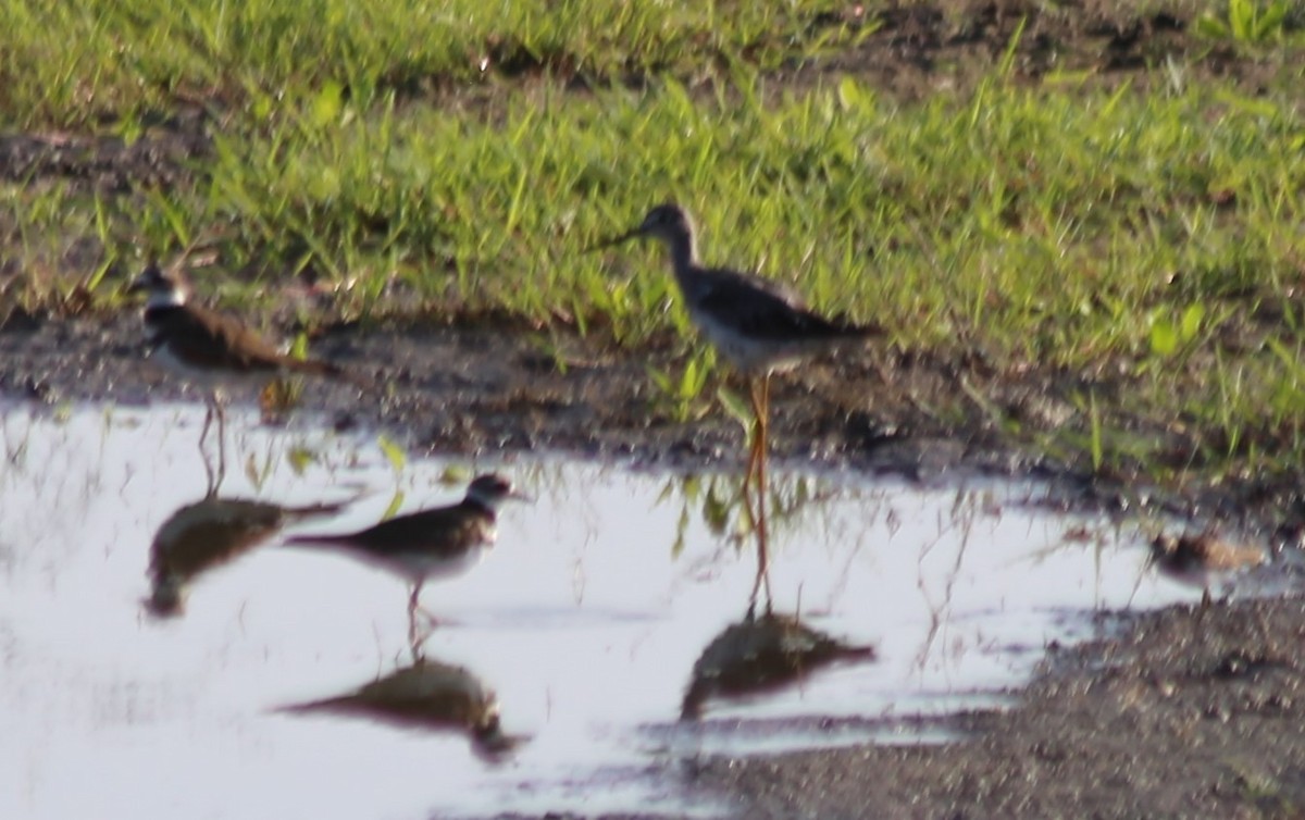 Greater Yellowlegs - ML641614210