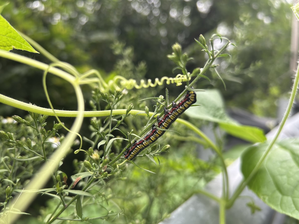 Animals - ML641614211