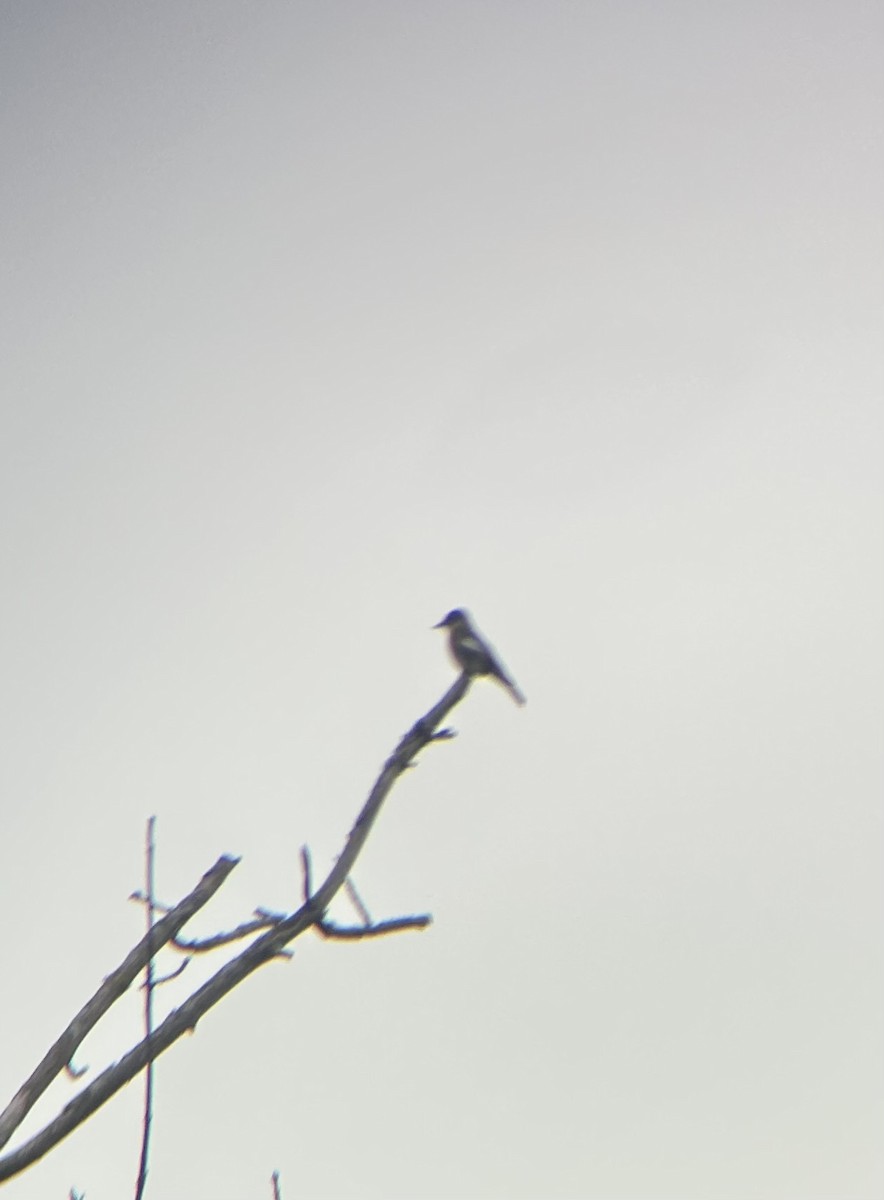 Olive-sided Flycatcher - ML641614232