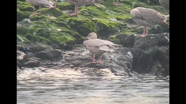 アイスランドカモメ（亜種 カナダカモメ／クムリーンカモメ） - ML641614241