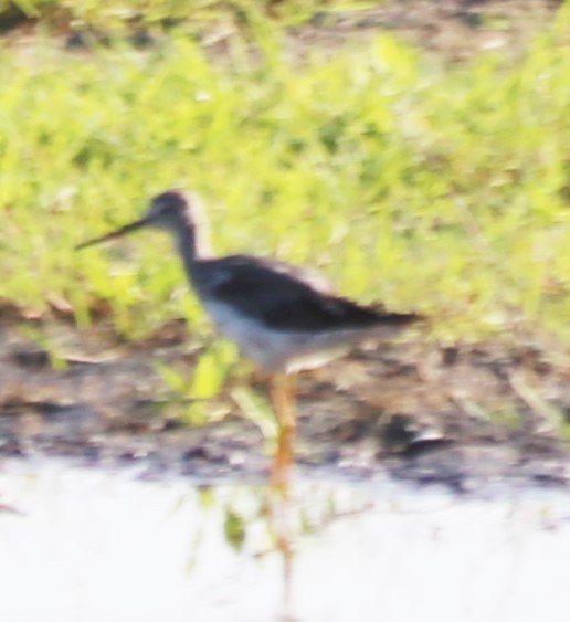 Greater Yellowlegs - ML641614245