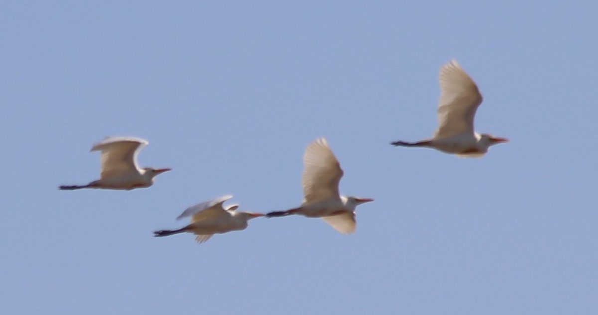 Western Cattle-Egret - ML641614262