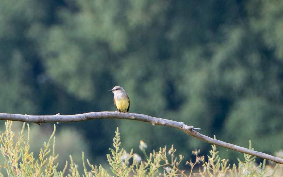 Western Kingbird - ML641614271