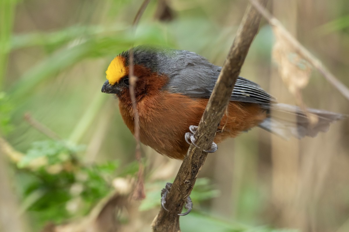 ズキンコウカンチョウ - ML641614277