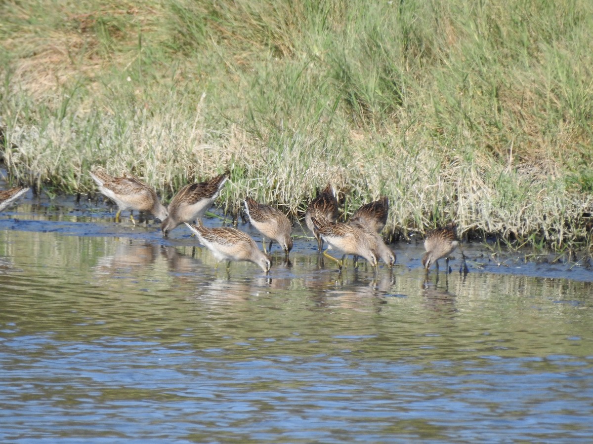 Хараалжин цууцил - ML641614280