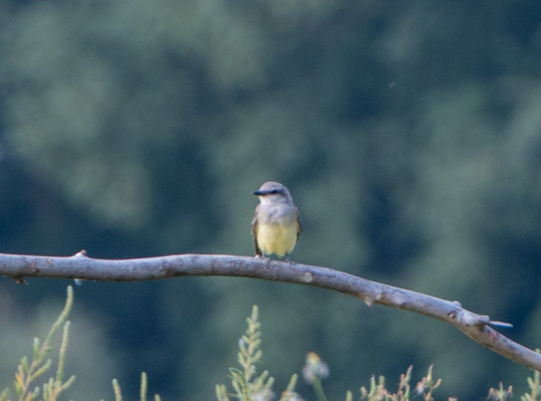 Western Kingbird - ML641614281