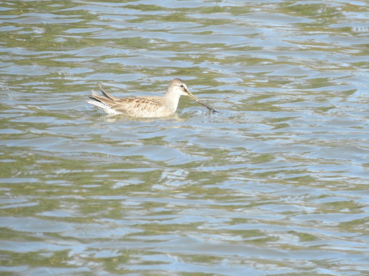 Хараалжин цууцил - ML641614300