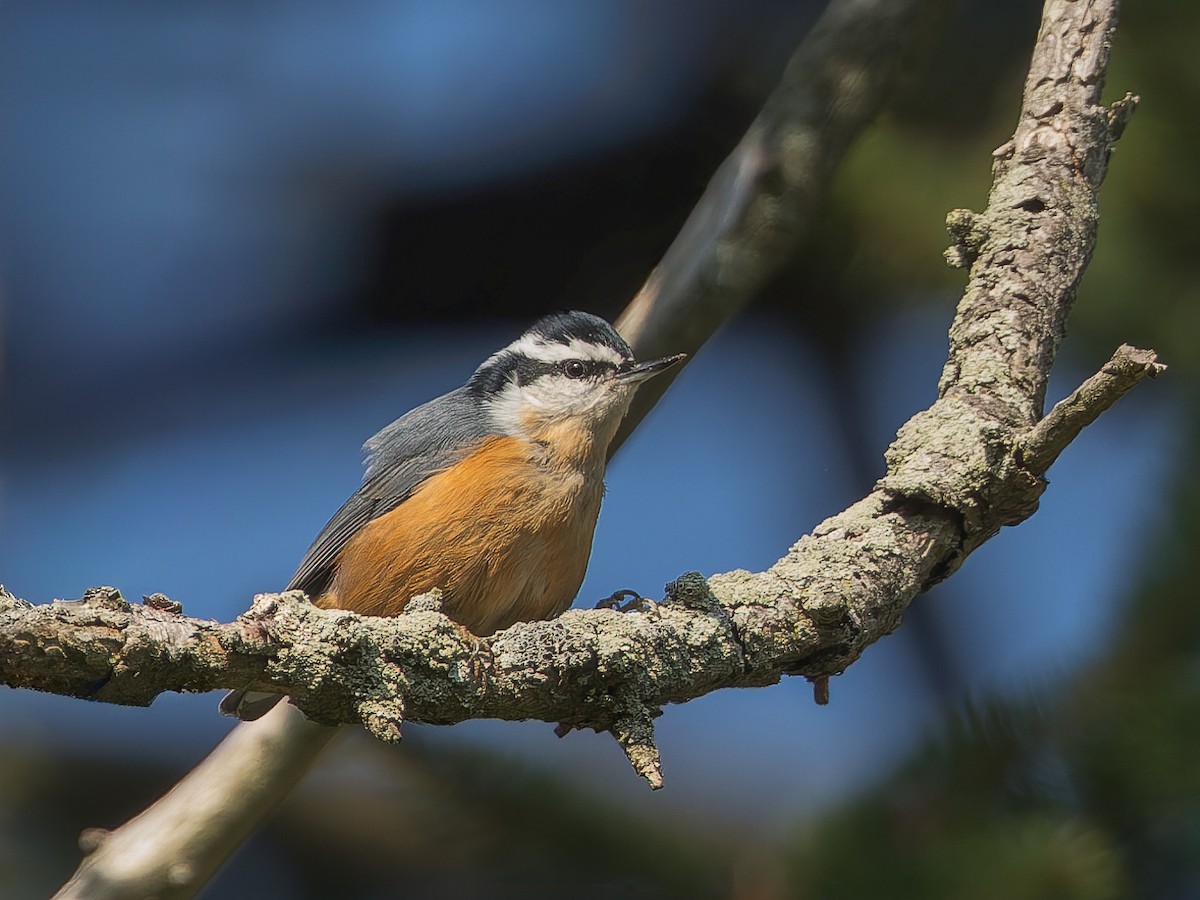 Red-breasted Nuthatch - ML641614301