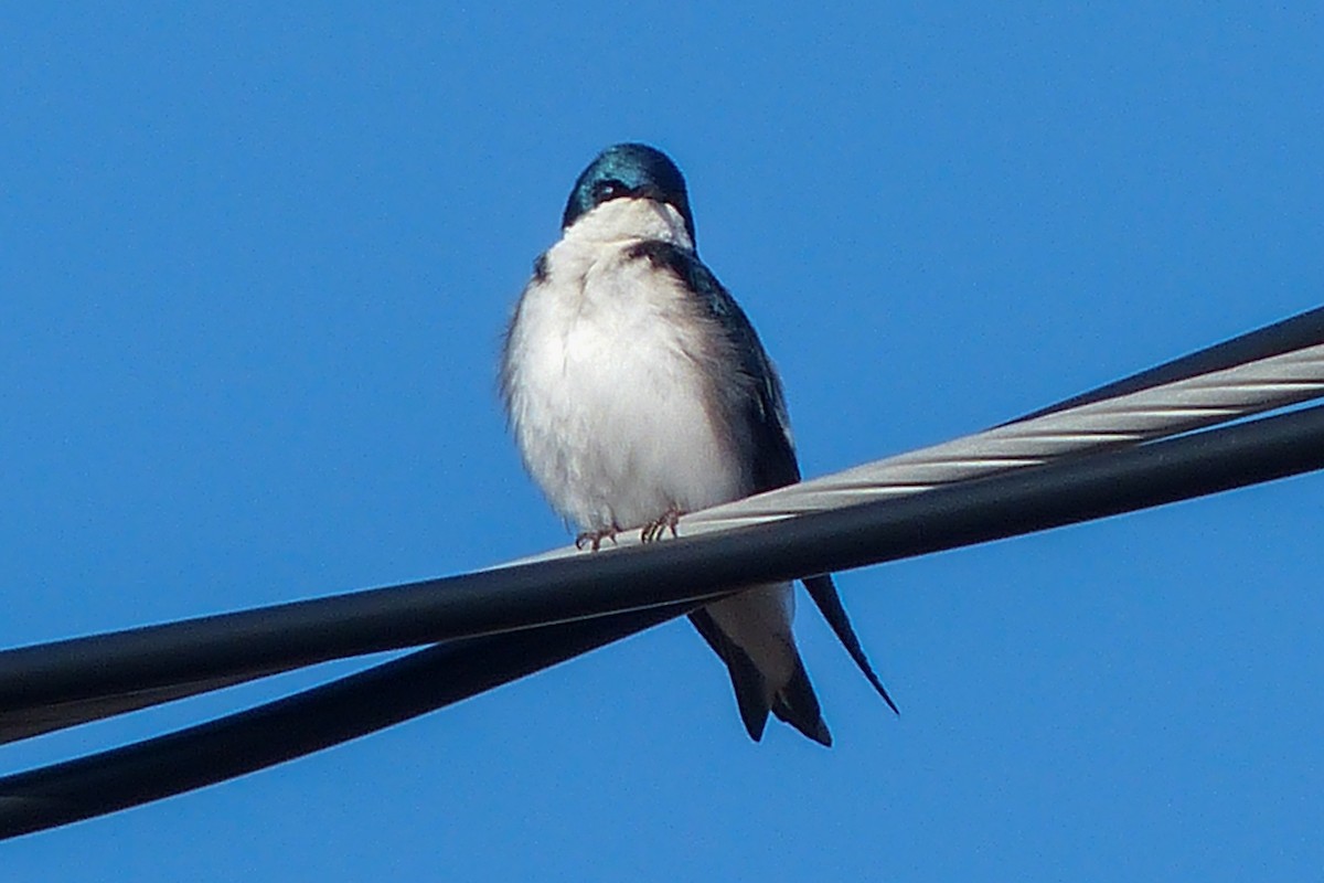 Tree Swallow - ML641614302