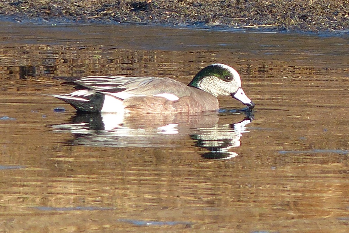 American Wigeon - ML641614314