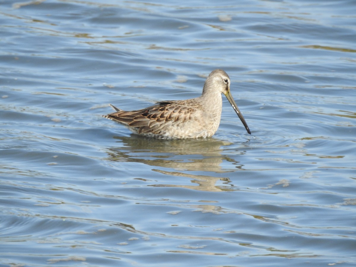 Хараалжин цууцил - ML641614324