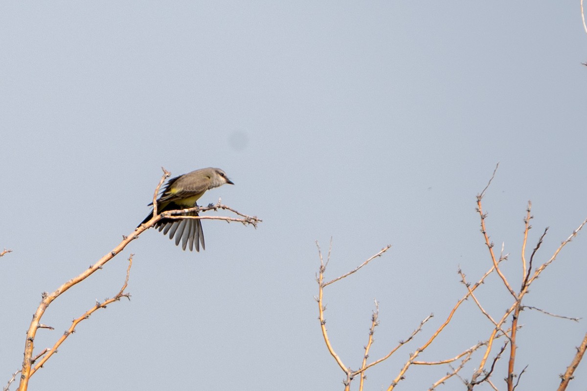 Western Kingbird - ML641614328