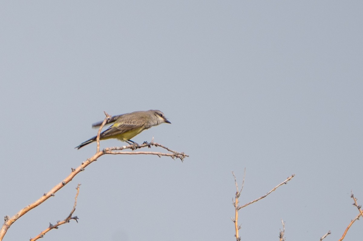 Western Kingbird - ML641614331