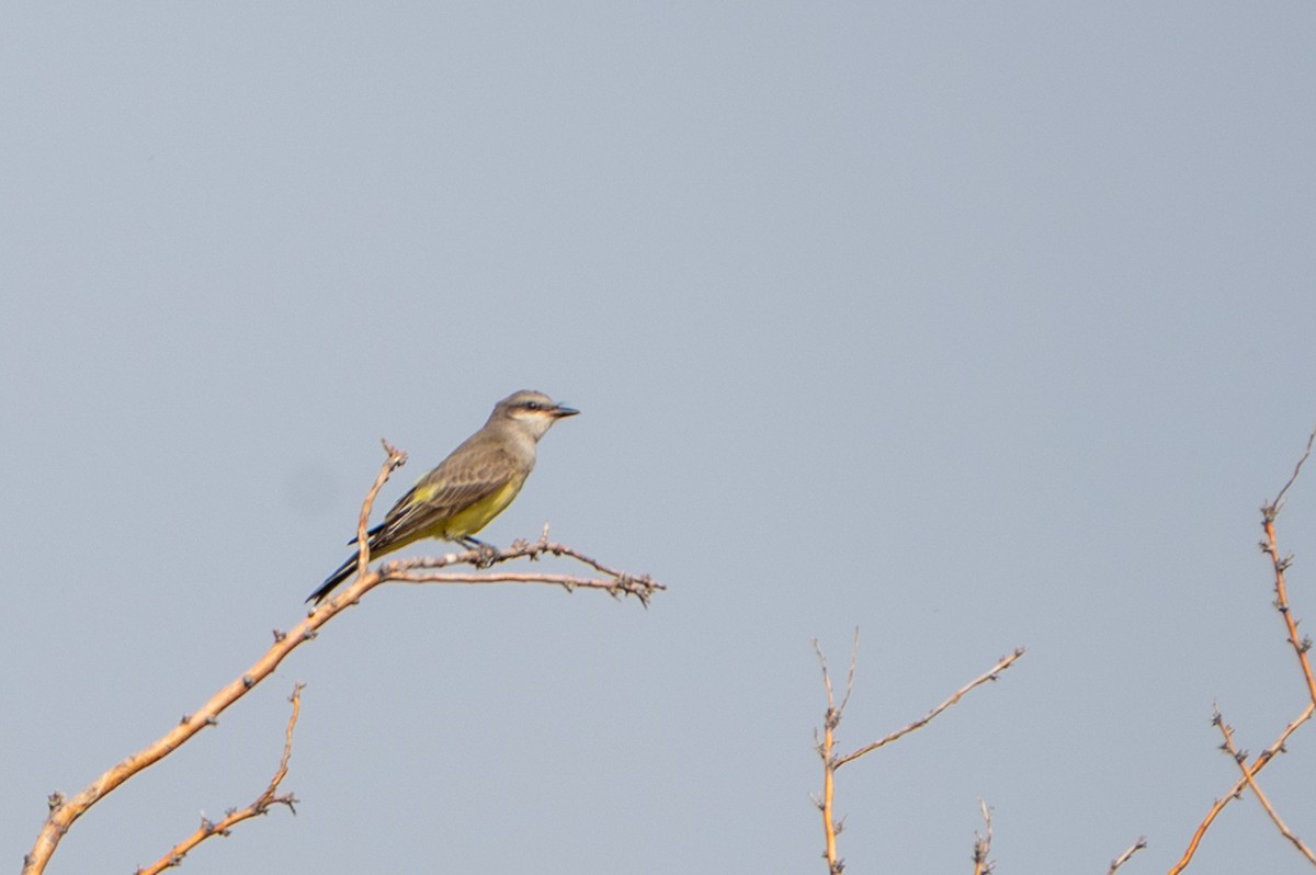Western Kingbird - ML641614344