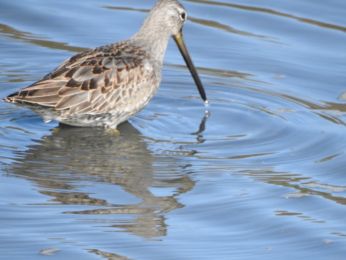 Хараалжин цууцил - ML641614346