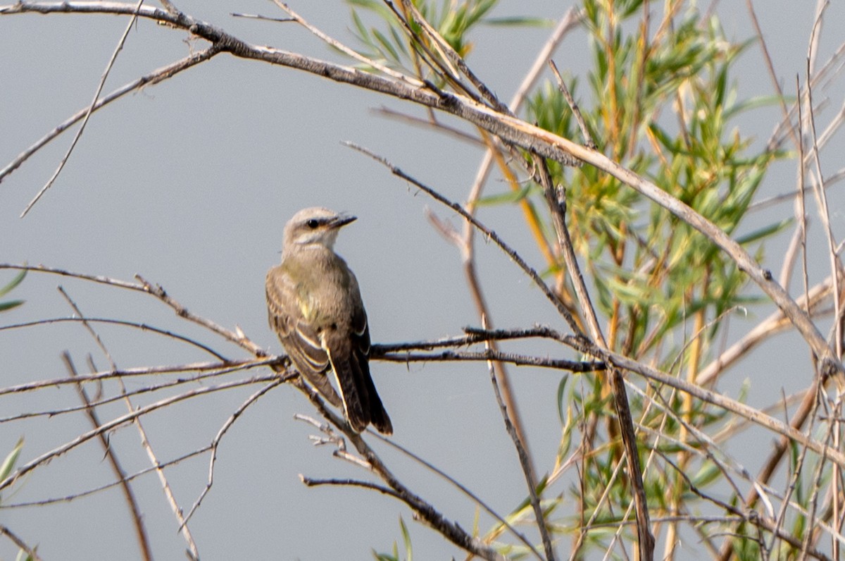 Western Kingbird - ML641614347