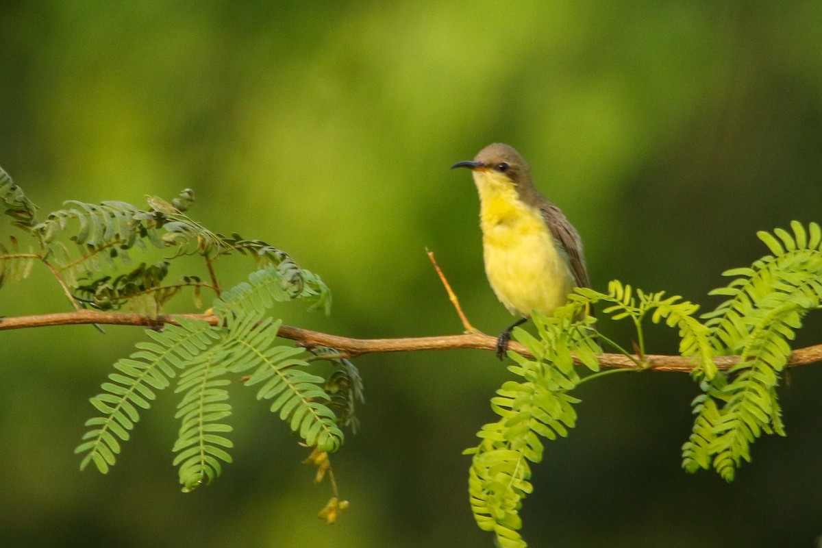 Purple Sunbird - ML641614353