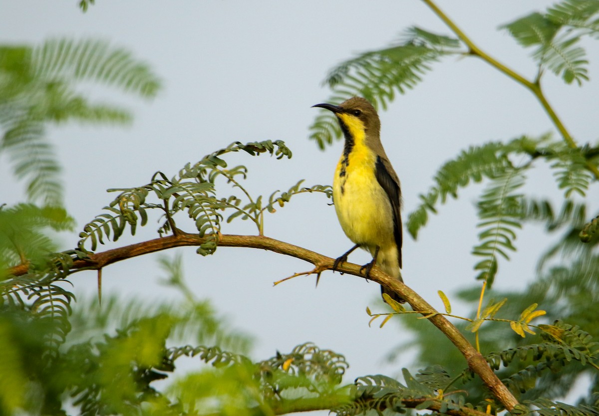 Purple Sunbird - ML641614354