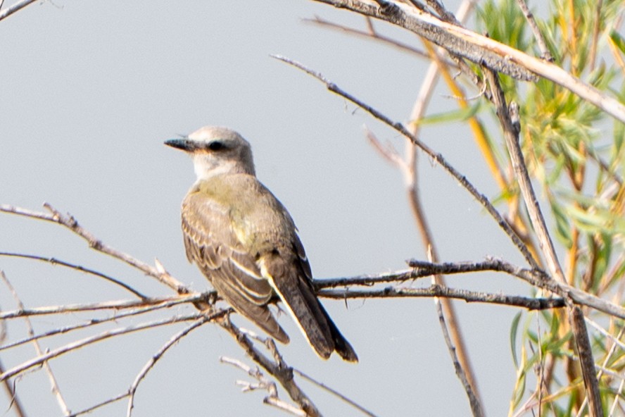Western Kingbird - ML641614357